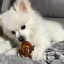 하이비오 이미지