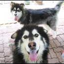 낼름&애견샵 이미지