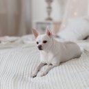 수정동물병원 이미지