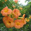 솔바람 들꽃향기 이미지