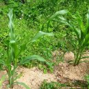 유수농장 이미지