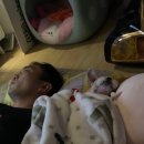 리꼬리꼬펫살롱 이미지