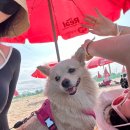 왈가왈부애견 | 강원도 양양 애견동반 여행 멍비치 신가횟집 누룽지...강릉 현대 장칼국수 2호점 내돈내산 솔직한 후기