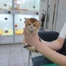 광주강아지분양 고양이분양 펫왕국 이미지