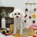 댕댕묭실 이미지