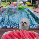 홍시와 똘마니들 이미지