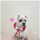 예쁘개 반려견미용샵 | 애견의류 강아지 미용의 새로운 발견, 오늘도예쁘개 후기