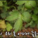 웰빙미나리삼겹살