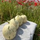 백자농장 이미지