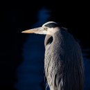 2017년 제8회 오두본 조류사진 공모전 수상작 100선. 1~50. (Audubon Photography Awards Top, 100 / John James Audubon 1785~1851) 이미지