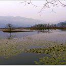 서오지리연꽃마을 이미지