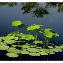 물소리새소리 이미지