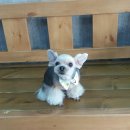 다사랑 애견 이미지