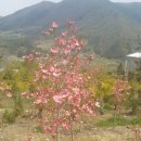 황금 소나무 이미지