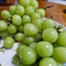 산골복숭아농장 | 신선한 자연의 달콤함 상주 샤인머스캣 추천, 황이련 농장 샤인머스캣4kg 후기