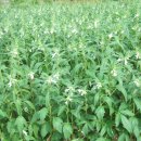 십년농장 이미지