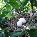 비둘기농장 이미지