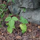 대반하 Pinellia tripartita (Blume) Schott 이미지