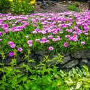 채송화펜션 이미지