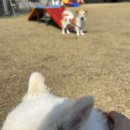 무프스
