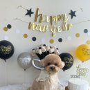 유어펫 살롱 이미지