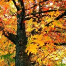 가을 시,단풍모음/ 소아 이미지