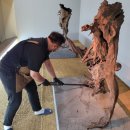 조록나무 뿌리 형상물 이미지