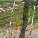 평사드레 이미지