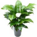 프라미스온 이미지