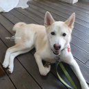 일산애견스쿨 | 진돗개훈련소 일산애견스쿨 진돗개 훈련 입소 후기 (이평우 소장님은 이평우반려견교육센터로 이직)