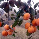 10월30일(토) 십도 삼황산- 맛있는 감이 가득한곳으로...... 이미지