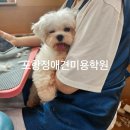 포항시북구78 | 포항애견미용학원 단기집중과정 오픈!