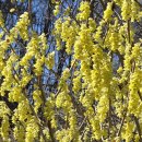 히어리