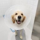 회인동물병원 | [EBS 펫하트 3화] 대형견 뒷다리 골절, 모히또 수술 후기