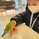 리프패럿 롯데마트 광복점 이미지