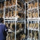 경북깐마늘 이미지