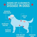 린동물병원 이미지