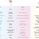 중추신경(선조체, 편도체, 후각피질, 시상하부) 뇌신경이 재생된다 2024년 NATURE 이미지