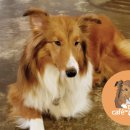 카페몽몽 이미지