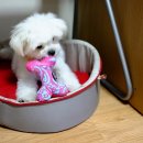 독스(Dog's) 이미지