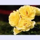 곡성-052 이미지