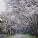 안성맞춤랜드공원12 | 천안상록리조트 2026년 벚꽃축제 4월 11~12일 꿀팁 총정리