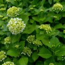 동광리-8 이미지