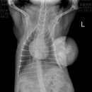 원종합동물병원 이미지