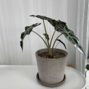 알로카시아 이미지