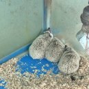 강릉 쌍둥이 동물농장 이미지