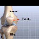 Knee Anatomy 이미지