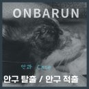 나비펫 | [온바른 수술케이스] 고양이 나비의 안구 적출 수술 케이스