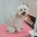 투숑펫살롱 이미지