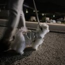 펫츠아일랜드 수월점 이미지